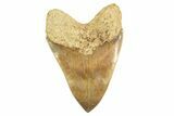 Serrated Fossil Megalodon Tooth - Massive Indonesian Meg #226234-2